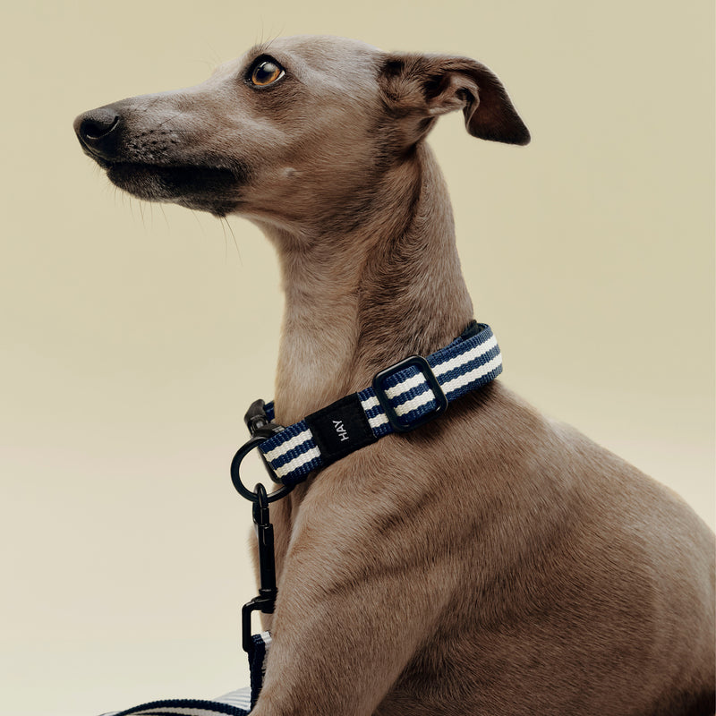 HAY - Dogs Hundehalsband