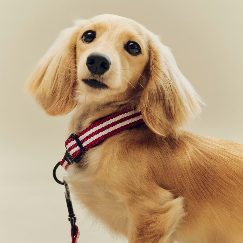 HAY - Dogs Hundehalsband